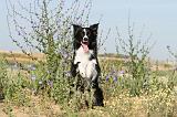 BORDER COLLIE 382